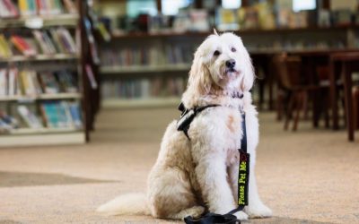 Benefits of Pet Therapy With Dogs